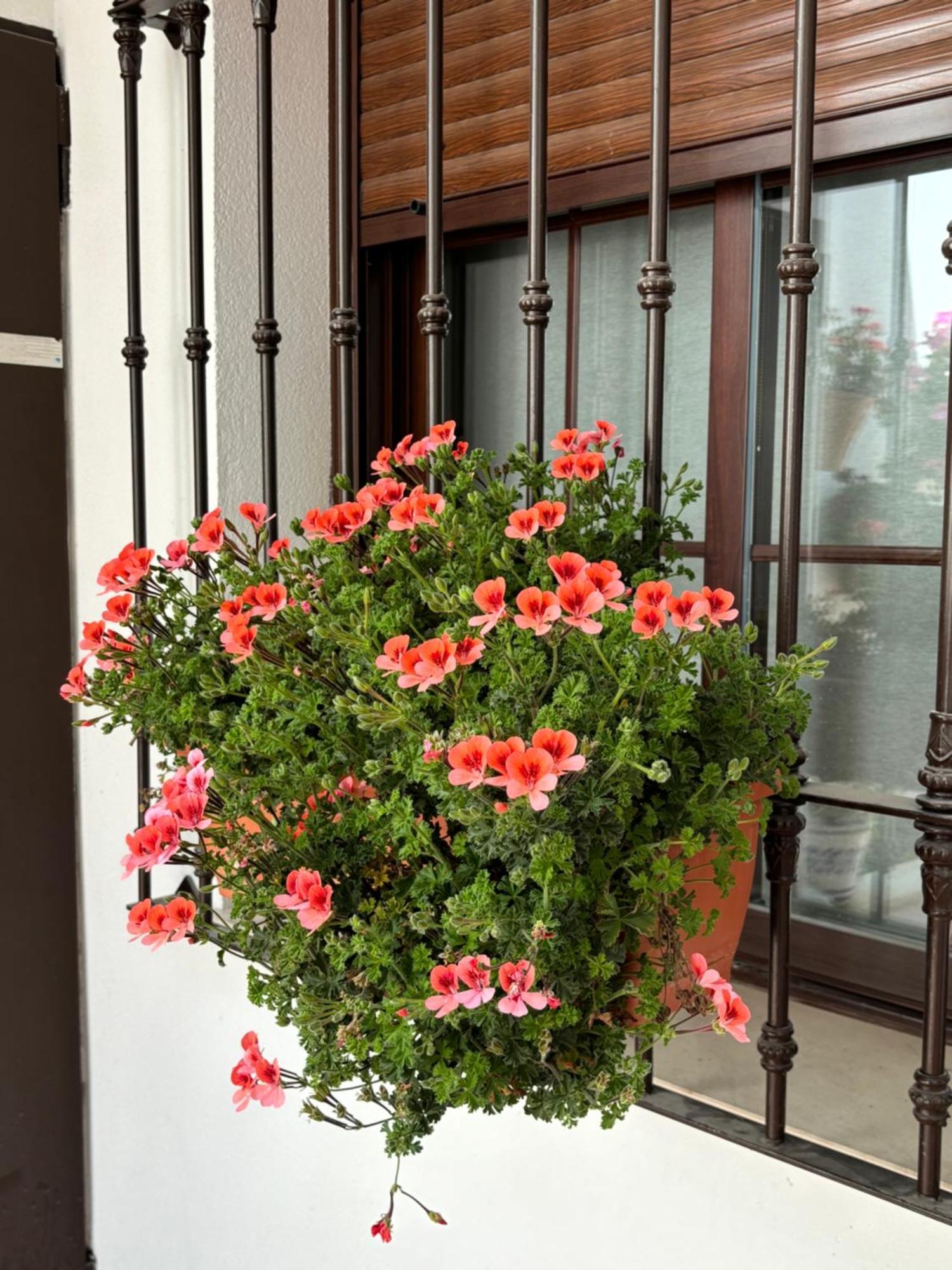 Flores De Mayo En Centro Kordoba Bagian luar foto
